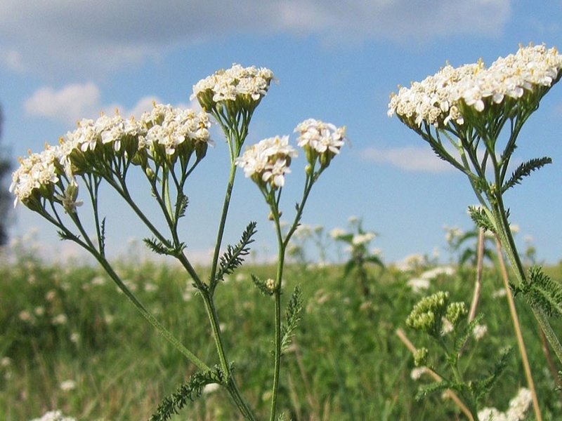 hidrolat od hajdučke trave