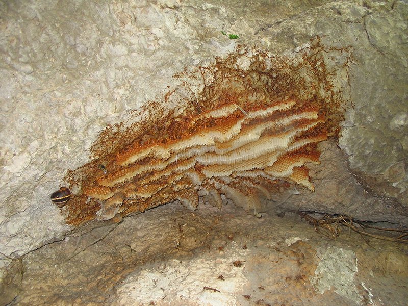 Jelašnička klisura