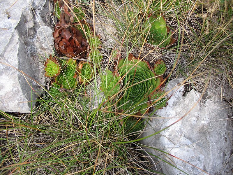 Valožje - Suva Planina