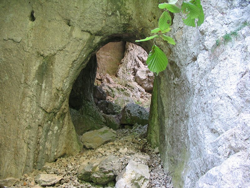 Prerasti reke Vratne